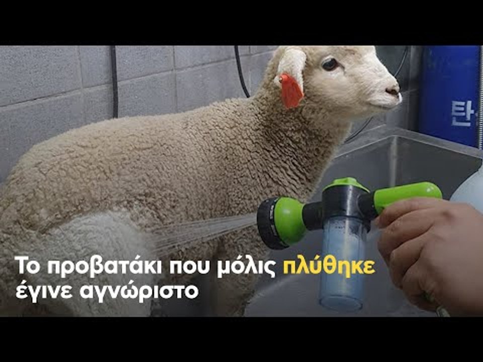 Το προβατάκι που μόλις πλύθηκε έγινε αγνώριστο