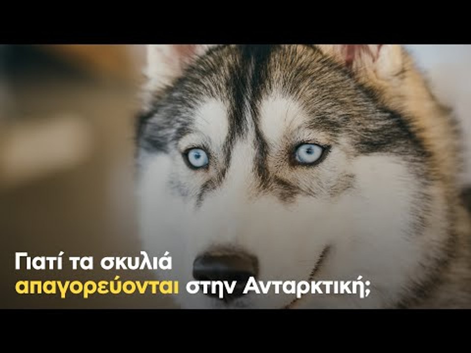 Γιατί τα σκυλιά απαγορεύονται στην Ανταρκτική;