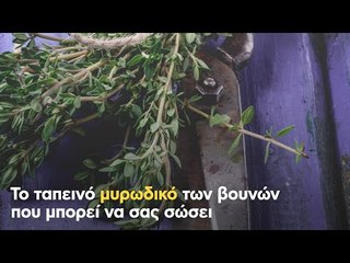 Το ταπεινό μυρωδικό των βουνών που μπορεί να σας σώσει
