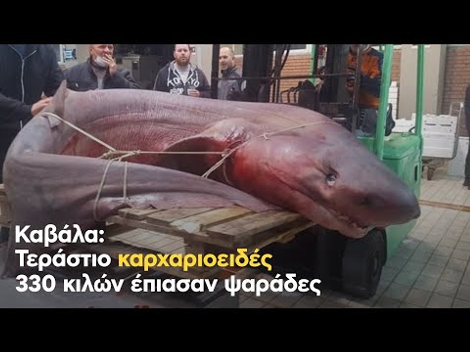 Καβάλα: Τεράστιο καρχαριοειδές 330 κιλών έπιασαν ψαράδες