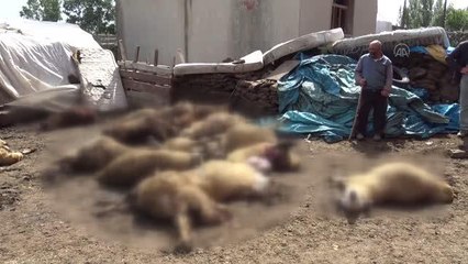 Kurtların saldırısına uğrayan 22 koyun telef oldu, 15'i de yaralandı