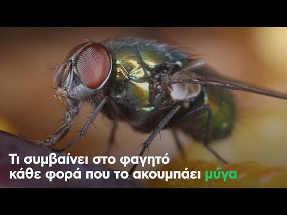Τι συμβαίνει στο φαγητό κάθε φορά που το ακουμπάει μύγα