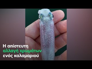 Η απίστευτη αλλαγή χρωμάτων ενός καλαμαριού