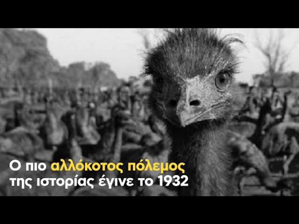 Ο πιο αλλόκοτος πόλεμος της ιστορίας έγινε το 1932