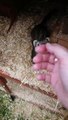 Ferret Introduces Her Human to Her Babies