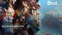 Le poisson-perroquet est l'un des poissons les plus colorés de l'océan