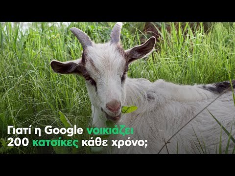 Γιατί η Google νοικιάζει 200 κατσίκες κάθε χρόνο;