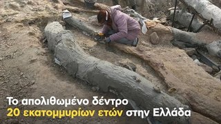 Το απολιθωμένο δέντρο 20 εκατομμυρίων ετών στην Ελλάδα