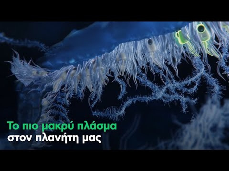 Το πιο μακρύ πλάσμα στον πλανήτη μας