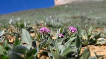 TUNCELİ - Huzura kavuşan Tunceli'nin doğal güzellikleri göz kamaştırıyor