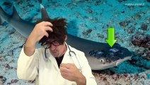 L'étrange maladie du requin pointe blanche - Par le professeur BERNARD