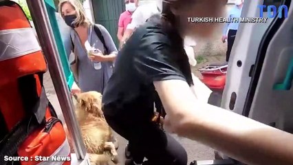 Une dame est transportée aux urgences en ambulance : son chien a une réaction qui émeut tout l'hôpital
