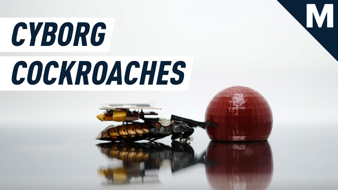 These cyborg cockroaches can be commanded to perform basic tasks