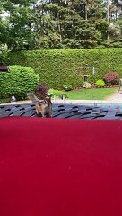 Helping Chipmunk Fill Her Cheeks