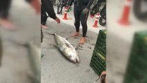 Zıpkınla 37 kiloluk akya balığı yakaladı
