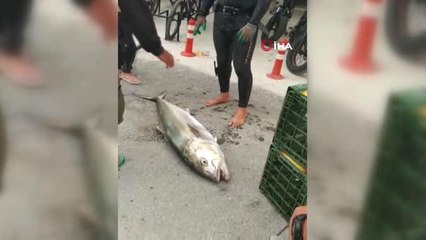 Zıpkınla 37 kiloluk akya balığı yakaladı