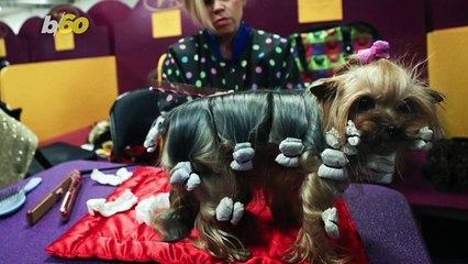 How Much Are Those Dog Breeds in Dog Shows?