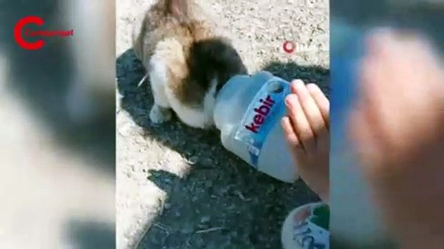 Kafasına kova sıkışan kediyi kurtarmak için seferber oldular