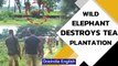 Viral video: Wild elephant destroys tea bushes, 100 forest officials give chase | Oneindia News