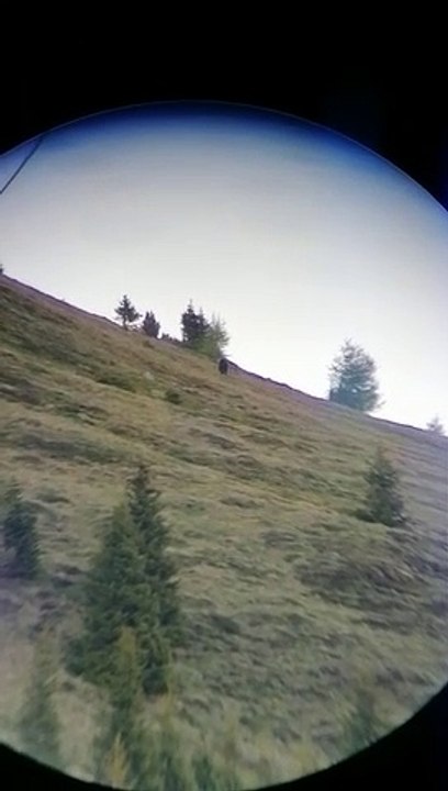 Der Bär im Almgebiet von Fiss