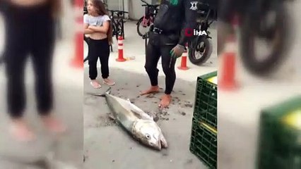 Zıpkınla 37 kiloluk akya balığı yakaladı