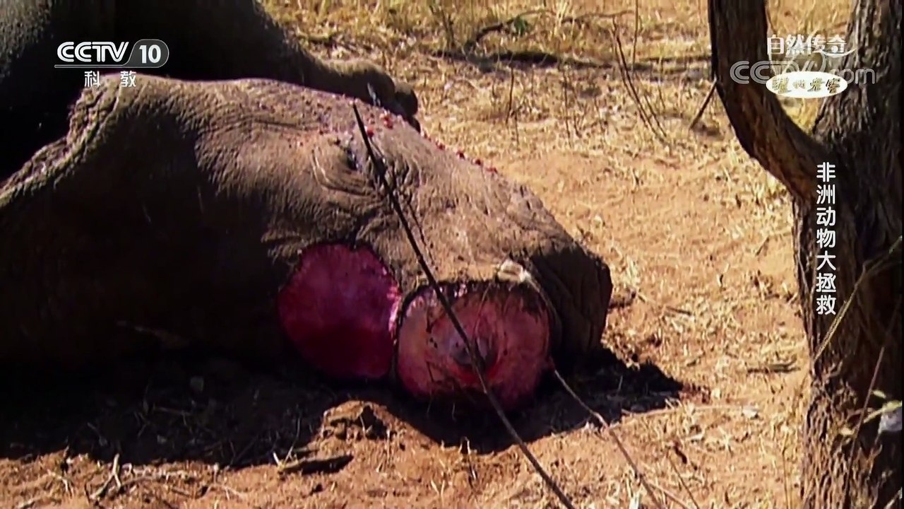 非洲动物大拯救 + African Animal Rescue