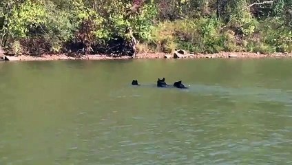 Bear Family Goes for A Swim