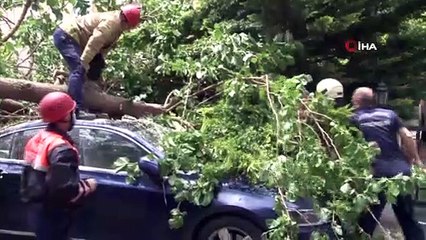 Ataşehir'de çürüyen ağaç arabanın üstüne devrildi