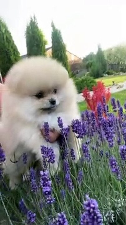 Cute Puppy