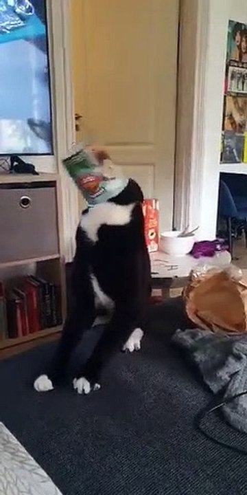 Kitty Gets More Ice Cream than It Bargained For