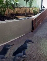 Ce manchot est tellement content de voir sa soigneuse préférée !