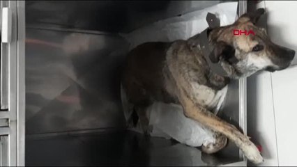 SARIYER'DE SAHİBİYLE DIŞARI ÇIKAN KÖPEĞE, HIZLA GELEN OTOMOBİL ÇARPTI