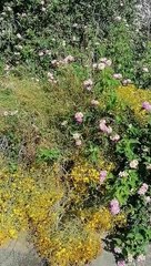 Roaming around elliniko, greece