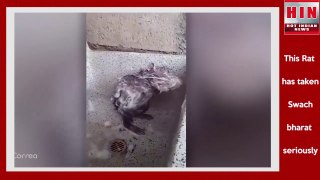इंसानो की तरह नहाता है ये चूहा । Swachch Bharat Abhiyaan | HIN NEWS