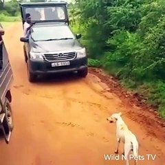Leopard attacks on dog - shocking video - Part 2