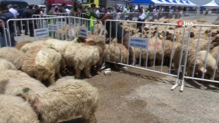 - Şahinbey'den hayvan yetiştiricilerine bir destek daha