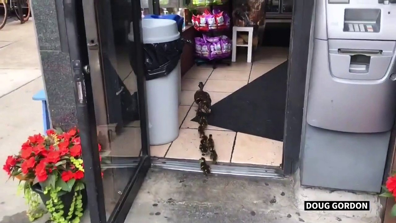 Entenfamilie besucht Bagel-Geschäft in New York