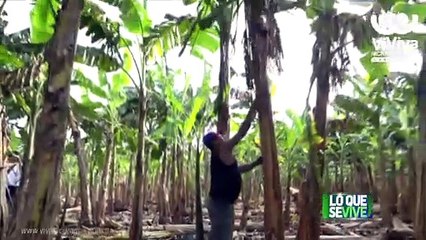 Productores  del municipio de El Crucero con altas expectativas en la siembra de primera