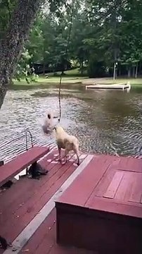Dogs panic when owner swings out and falls into lake, then swim out to rescue him#dog #fyp #shorts