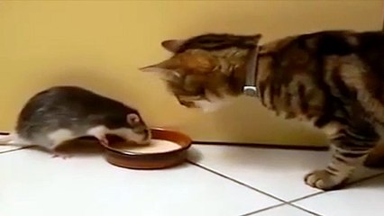 Kediyle farenin süt kavgası