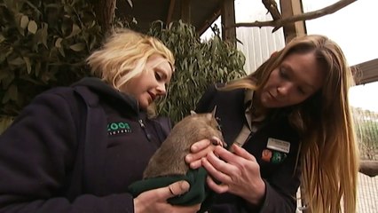 Program aims to re-introduce marsupials to western Vic.