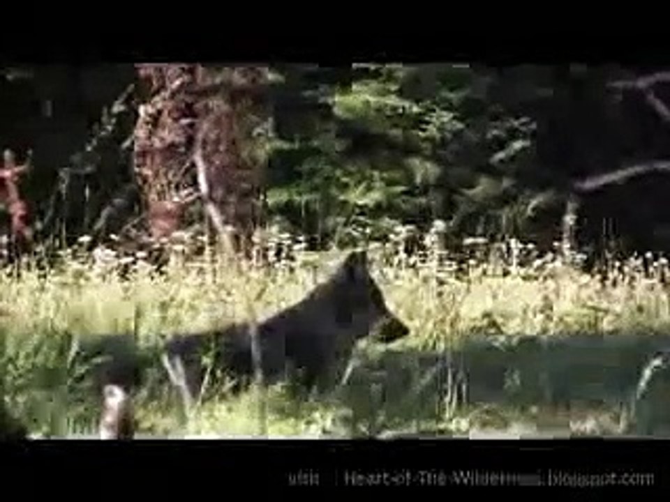 Awesome_Wolf_Howling_Compilation(240p)