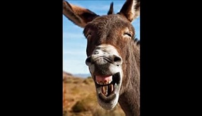 Funny_donkey_sounds_HD(240p)