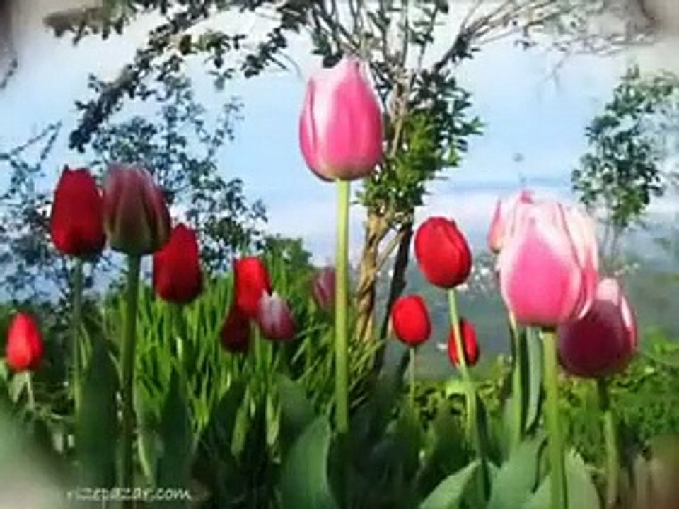 Dinlenme rekorları kıran anne ilahisi - Abdurrahman Önül