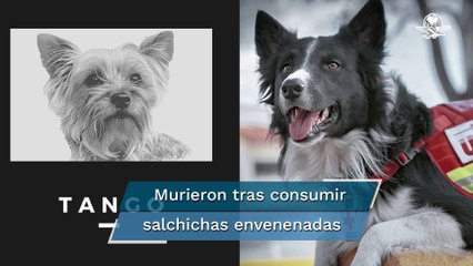Hasta 5 años de prisión recibiría responsable de envenenar a los perros Athos y Tango