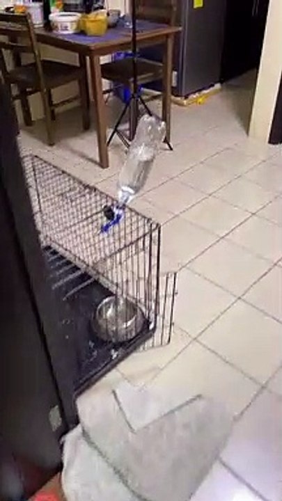 cute dog husky very smart