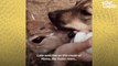 Rescue Dog Covers Baby Antelope With Kisses _ The Dodo Odd Couples # Animal lovers