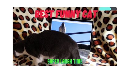 Best Funny Cat Videos Of This Week   Funny Cat Moments  Super Laugh Time