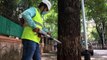 Mumbai: BMC appoints arborist to check tree, audit
