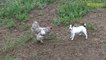 Dog Chasing a Rooster